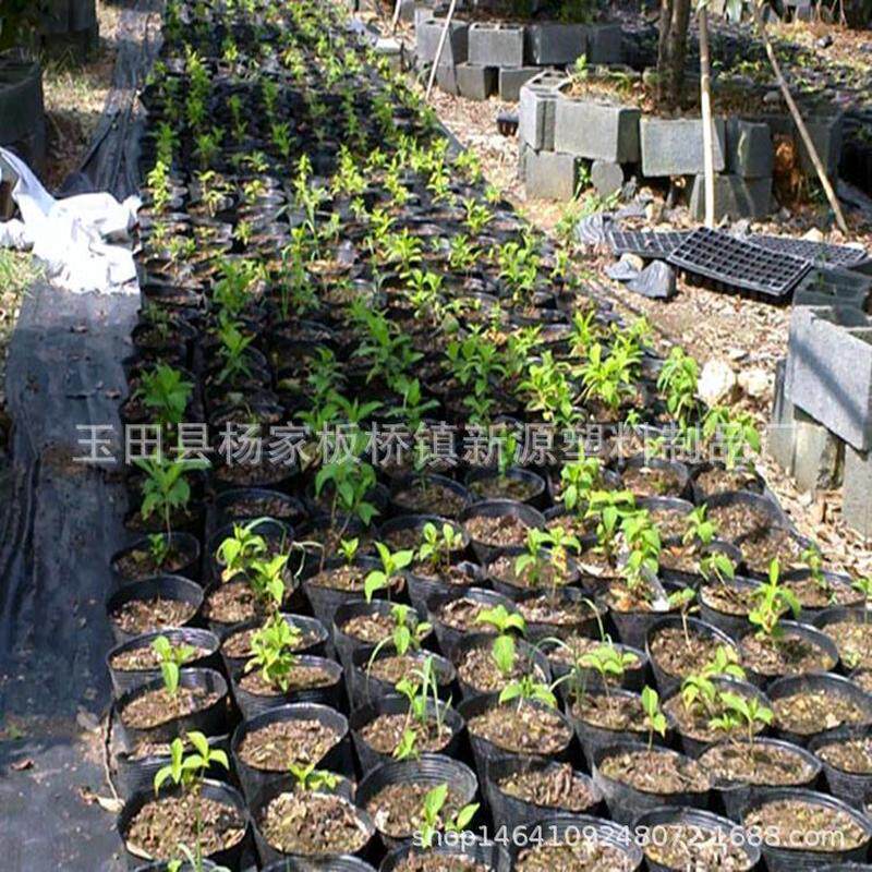 加厚育苗袋批发营养钵厂家供应一次性塑料育苗盆营养杯育苗杯