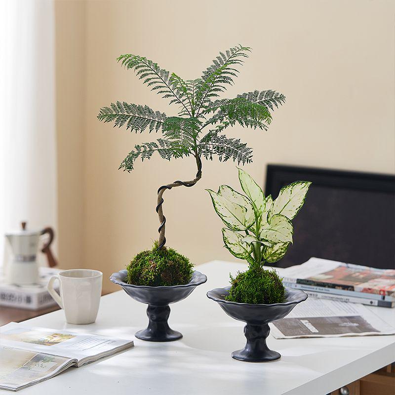 苔藓球植物客厅办公室盆栽桌面绿植室内耐阴盆景苔藓好养易活植物