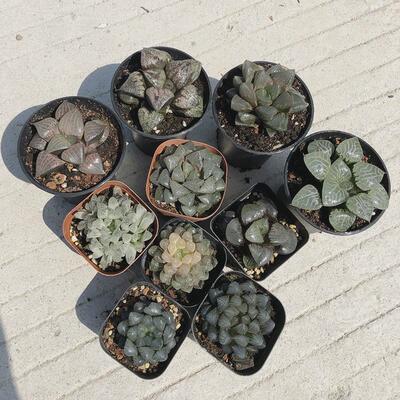 玉露多肉植物水晶冰灯姬玉露十二卷扇大颗大玉组合套餐盆栽含盆