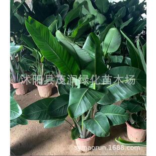 客厅室内花卉绿植盆栽天堂鸟植物摆放鹤望兰