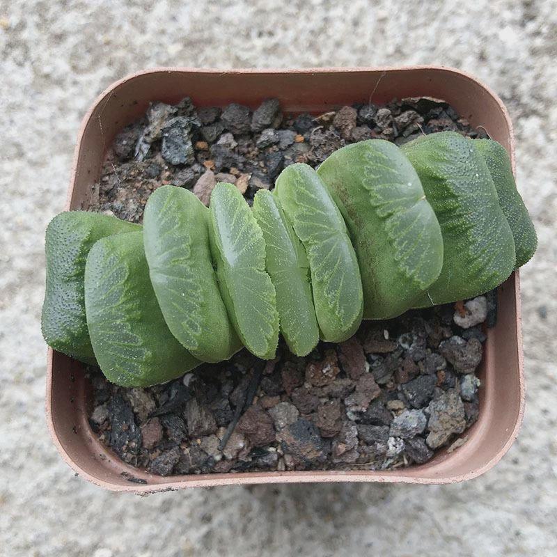 玉露多肉植物水晶大颗姬玉露玉扇冰灯大十二卷组合套餐盆栽含盆