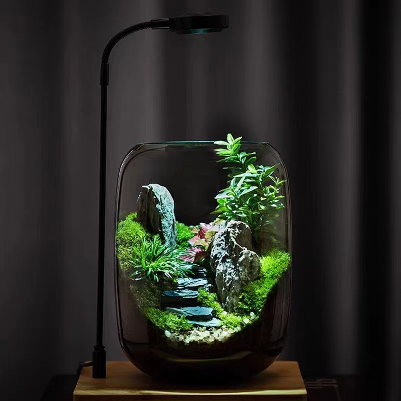 【青山】苔藓植物微景观生态缸创意盆栽摆件真植物桌面景观发