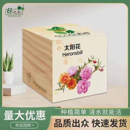 太阳花绿植绿之忆原木立方办公室盆栽儿童种子发芽试验室内微盆景