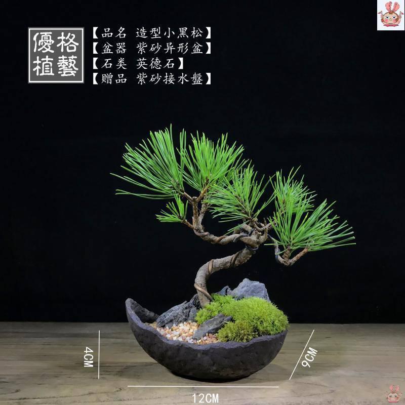 苔藓创意禅意室内日式文竹盆景菖蒲微型茶几盆栽茶桌小盆栽紫砂