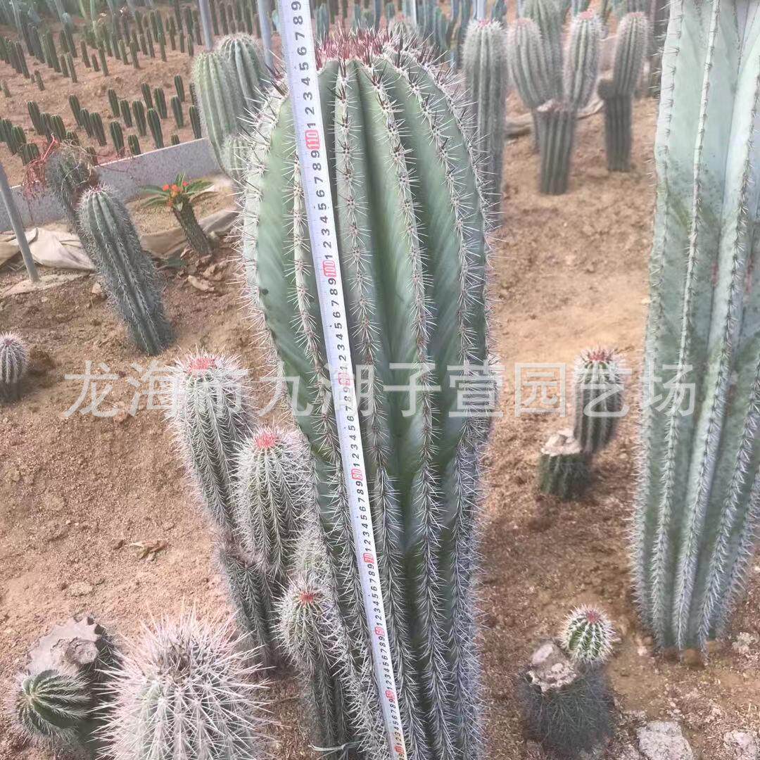 武伦柱幸福柱摩天柱多肉植物仙人掌景观造景盆栽景观沙生植物