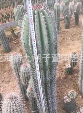 武伦柱多肉植物柱摩天柱仙人掌幸福景观造景盆栽景观沙生植物