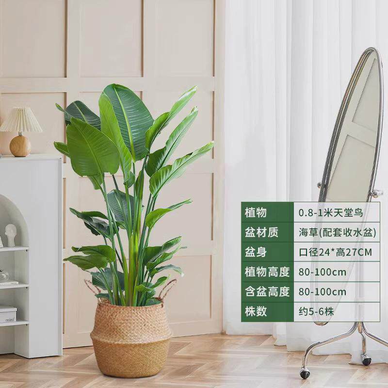 客厅放的大棵绿植老板办公室绿植落地好养活店铺开业绿植大型盆栽