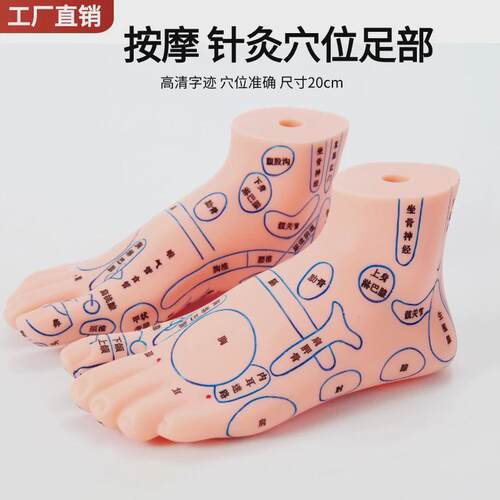 足部按摩足底人体穴位图脚丫模型反射区脚底经络足疗工具家用20cm