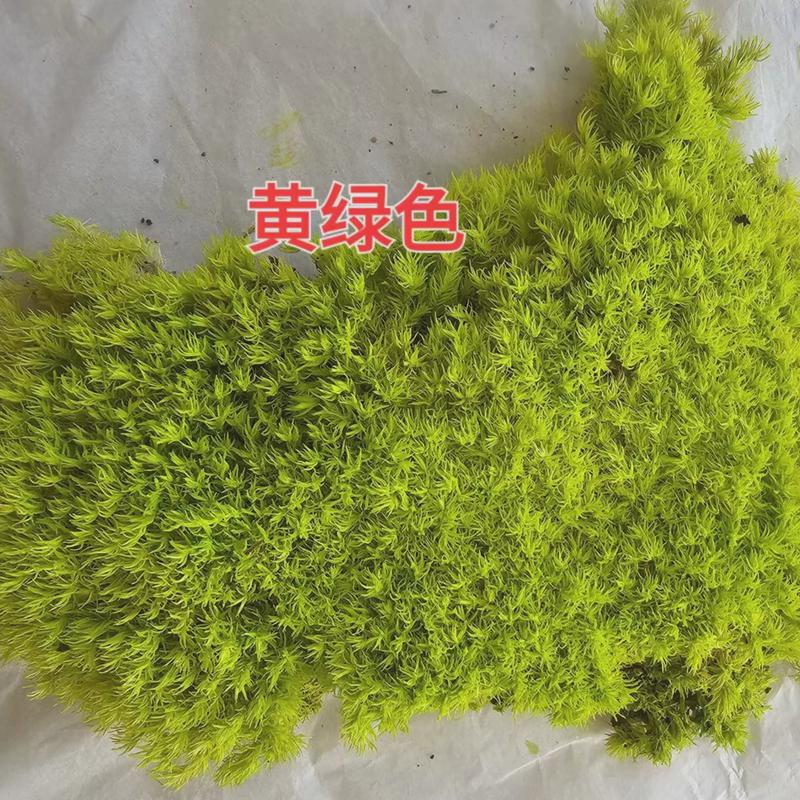 永生白发藓仿真铺面绿植墙庭院草坪地毯diy园林建设微景观东南亚