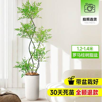 南天竹盆栽客厅旺绿植办公室内沙发边大型落地真树宅真花大号禄植