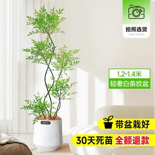 南天竹盆栽客厅真树绿植办公室内沙发边大型落地旺宅真花大号禄植