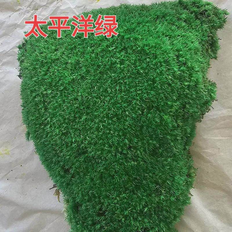 永生白发藓仿真草坪地毯绿植墙庭院建设diy园林铺面微景观东南亚