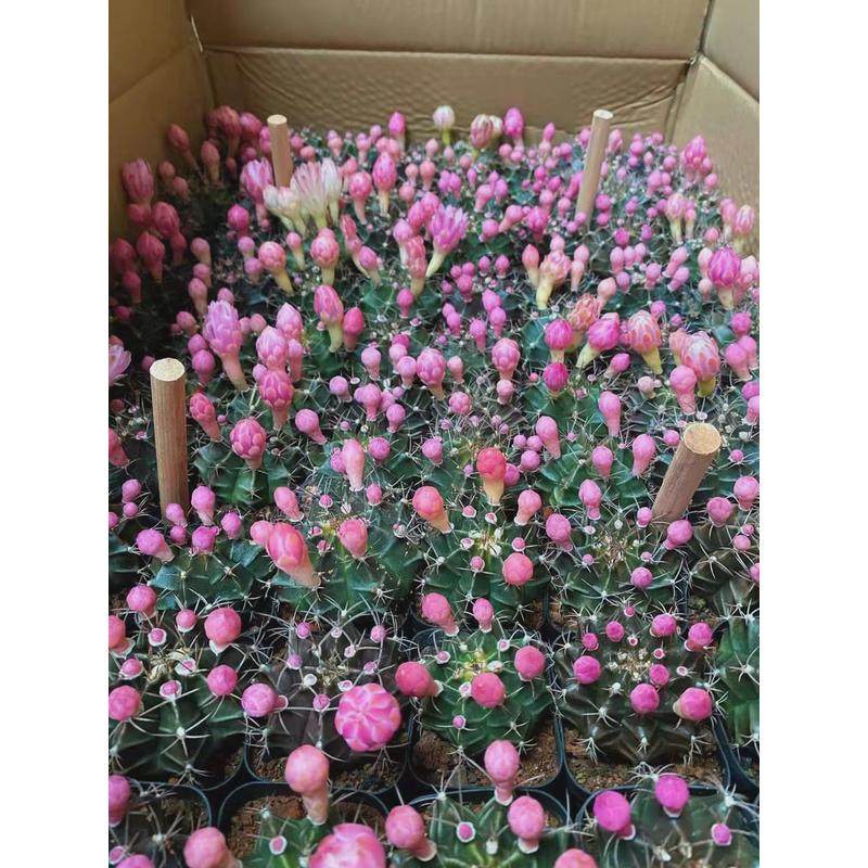 【基地直供】小盆栽仙人球室内多肉植物仙人球植物牡丹瑞云锦,鲜花速递/花卉仿真/绿植园艺,绿植,淘宝优惠券,粉丝福利购,淘宝优惠卷