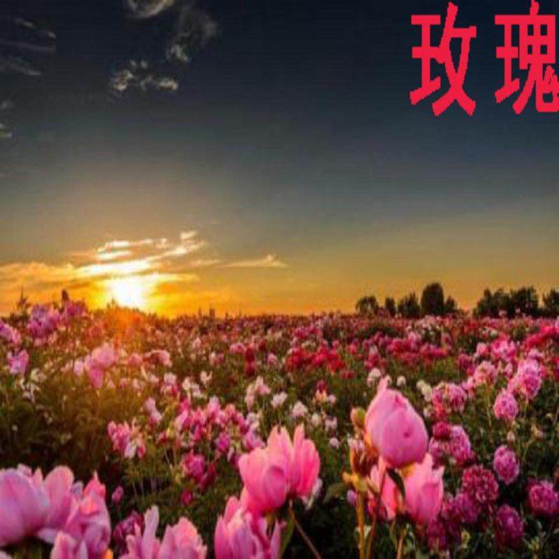蒸馏植物组合装玫瑰纯露+洋甘菊纯露各500ml包邮