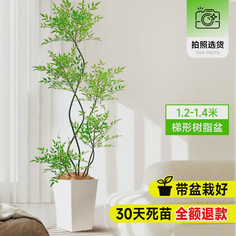 南天竹盆栽客厅真树绿植办公室内沙发边大型落地旺宅真花大号禄植