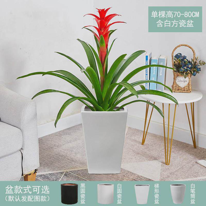 红运当头大盆景真花客厅室内旁绿植电视柜大型家养花卉植物寓意好