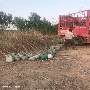 枣树处理当年结果10枣树公分大量有货裸根带土球均可枣树