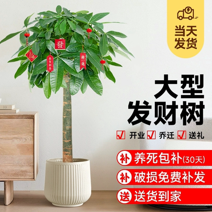 发财树客厅盆栽大型室内绿植好养招财树办公室乔迁开业落地植物棵