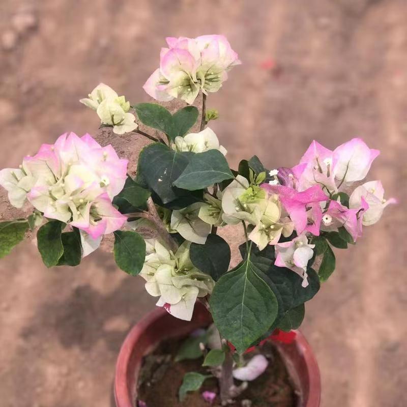 三角梅盆栽绿植室内客厅易活花卉带花苞庭院爬藤植物小苗树桩盆景