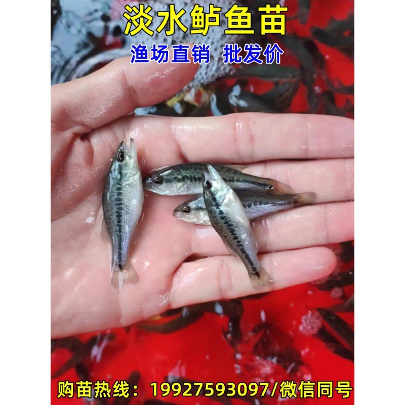 加州鲈鱼苗淡水养殖大尺寸鲈鱼苗路亚苗大口鱼鲈凶猛黑卢鱼苗批
