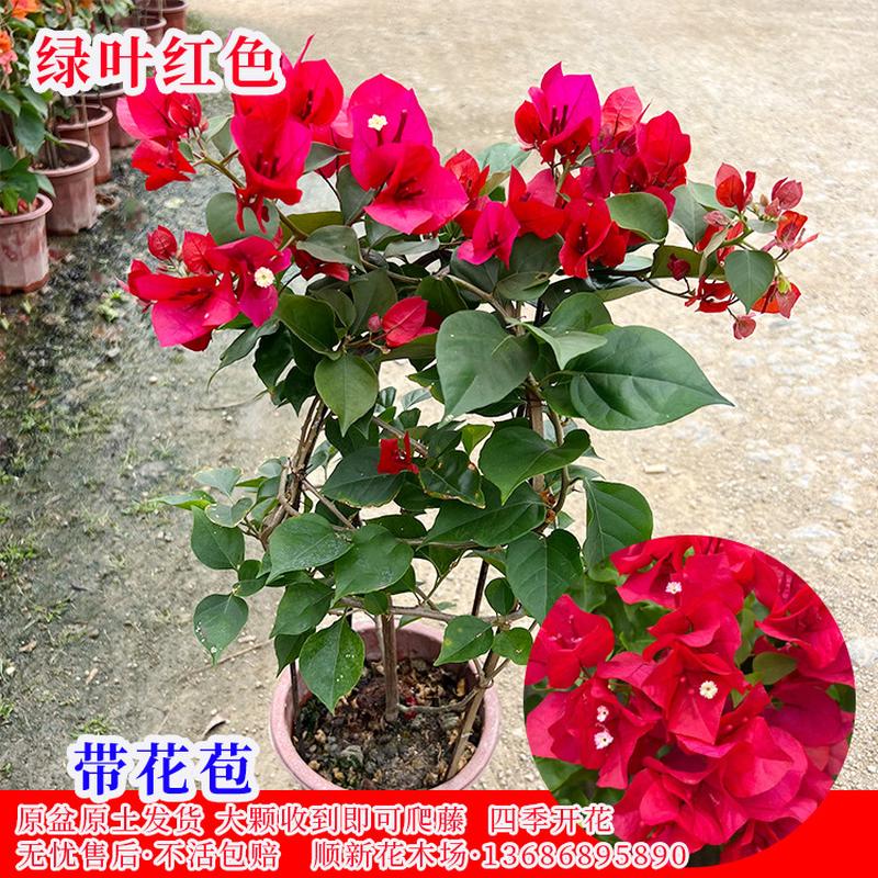 三角梅 带花大苗造型多色阳台四季绿樱红樱 庭院易活爬藤花苗