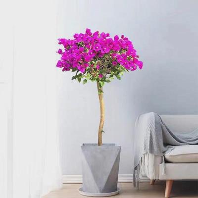 树桩带花苞室内客厅易活花卉绿植庭院爬藤植物小苗三角梅盆栽盆景