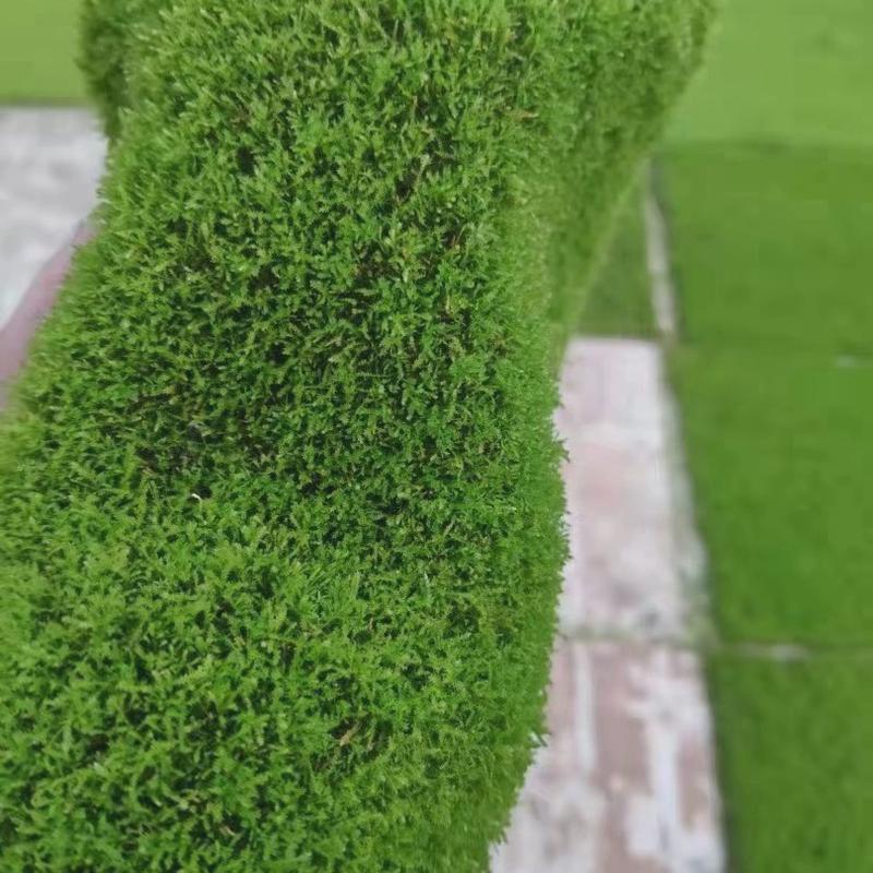 鲜活人工短绒藓植物铺面室内微景观真苔藓生态瓶雨林缸水陆造景