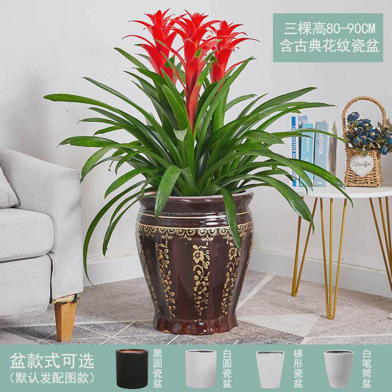红运当头大盆景真花客厅室内大型绿植电视柜旁家养花卉植物寓意好