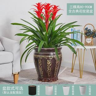 红运当头大盆景真花客厅室内大型绿植电视柜旁家养花卉植物寓意好