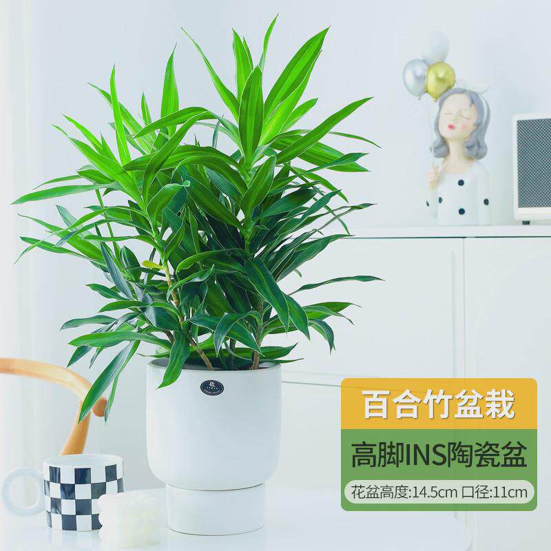百合竹客厅绿植盆栽富贵竹室内真花桌面耐阴植物阳台花卉净化空气,鲜花速递/花卉仿真/绿植园艺,绿植,淘宝优惠券,粉丝福利购,淘宝优惠卷