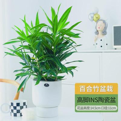 百合竹客厅绿植盆栽富贵竹室内真花桌面耐阴植物阳台花卉净化空气