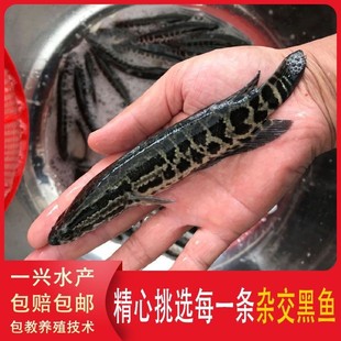 大黑鱼苗快杂交乌鱼苗生鱼苗乌鳢鱼苗财鱼苗淡水20公分黑鱼苗