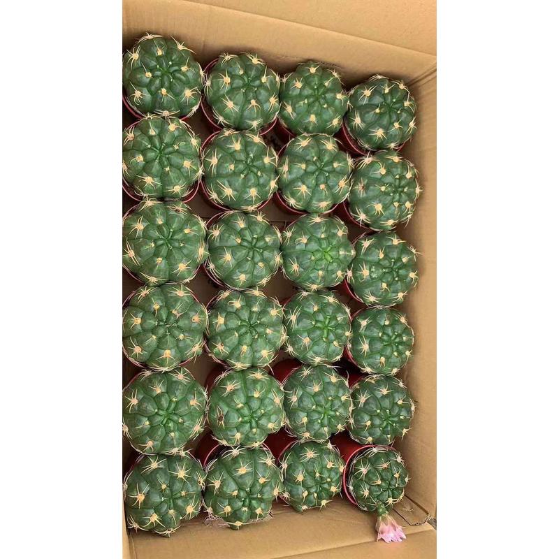 居家基地直供】【绿植花卉盆栽仙人球多肉植物花卉海王