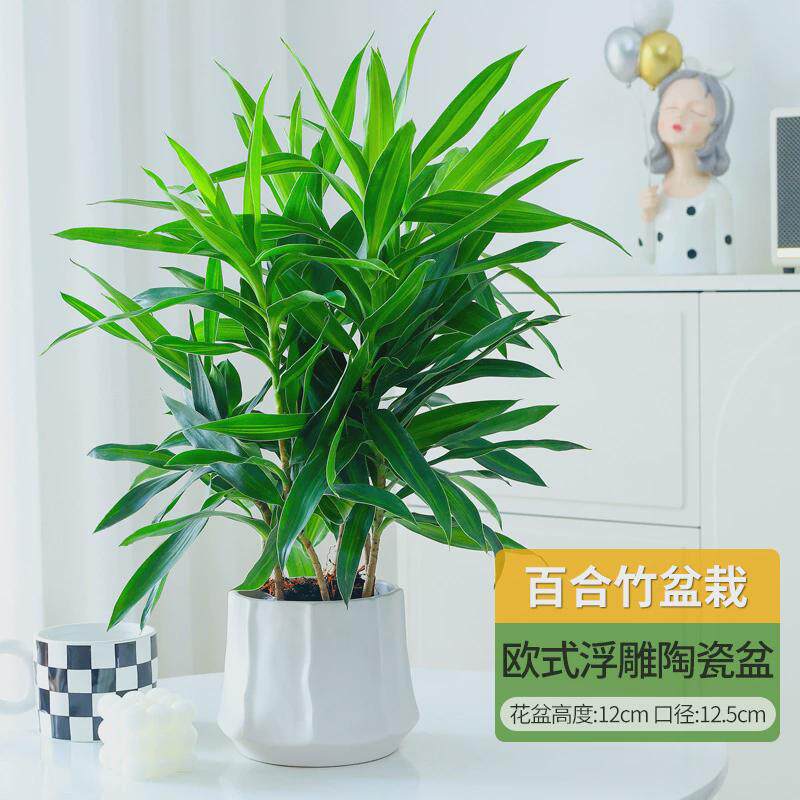 百合竹客厅绿植盆栽富贵竹室内真花桌面耐阴植物阳台花卉净化空气,鲜花速递/花卉仿真/绿植园艺,绿植,淘宝优惠券,粉丝福利购,淘宝优惠卷