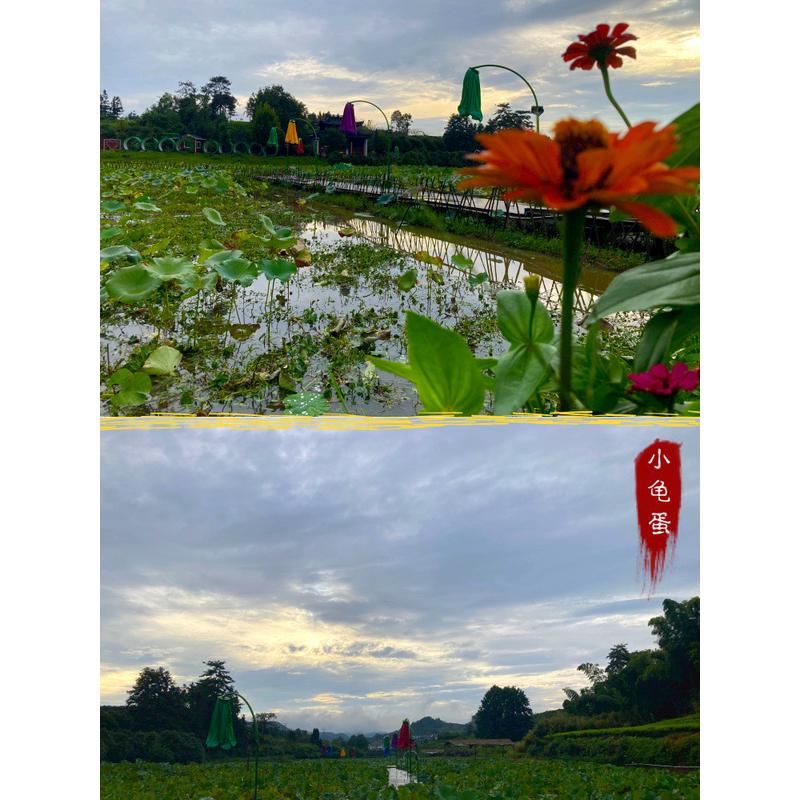 养龟塘泥河塘泥淤泥荷塘泥养龟泥乌龟冬眠泥水生植物营养土湿泥