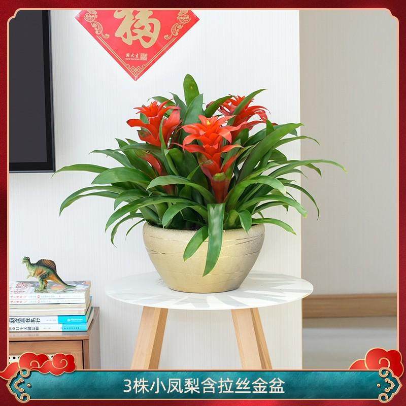 红运当头大盆景真花客厅室内家养绿植电视柜旁大型花卉植物寓意好