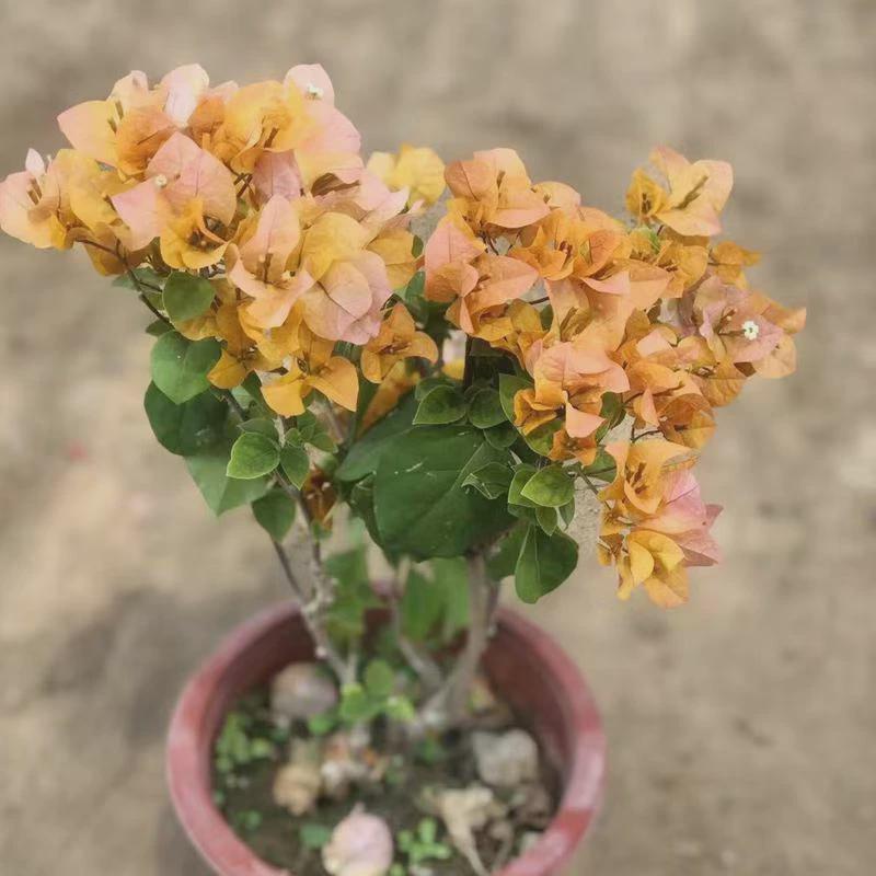 三角梅盆栽带花苞室内客厅易活花卉绿植盆景爬藤植物小苗树桩庭院