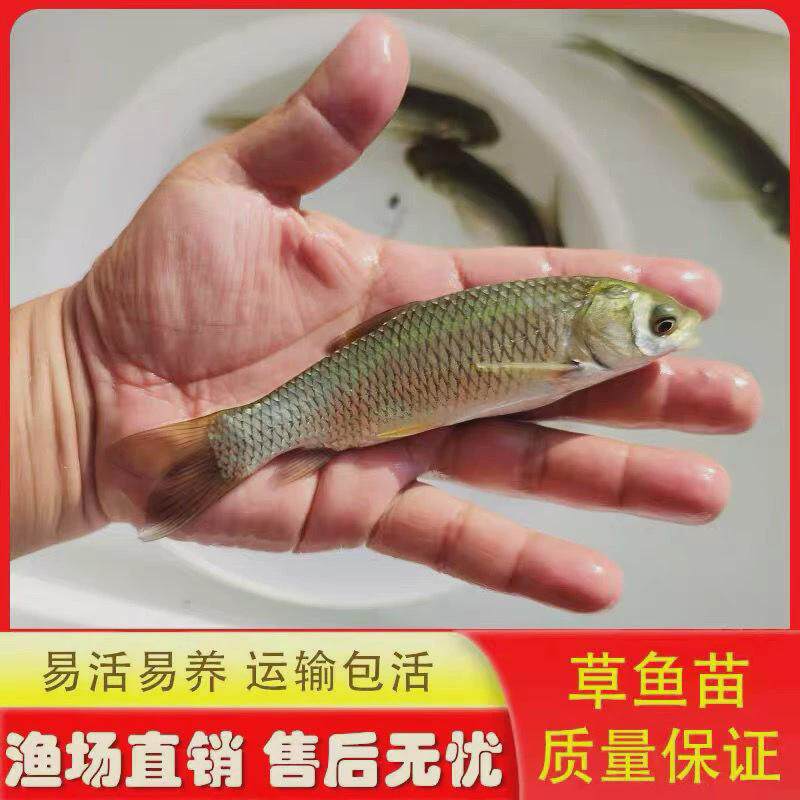 草鱼苗脆肉鲩鱼苗草鱼鱼苗四大家鱼苗食草鱼淡水包活包邮快大鲜活