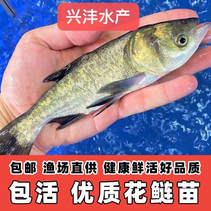花鲢鱼苗优质发货淡水养殖胖头鳙鱼胖头鱼直供存活大头包活