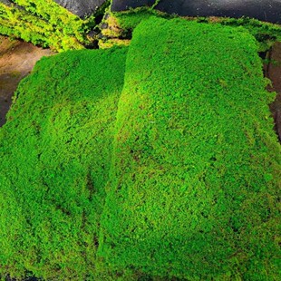 跨境仿真青苔植物墙商超店面橱窗造景苔藓盆景微观景观装 饰永