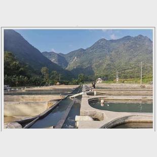 螺蛳青鱼苗特大型20公分半斤食用乌黑皖淡水养殖灰草鱼螺丝青鱼苗