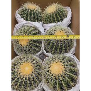 基地直供仙人球多肉植物花卉居家绿植花卉盆栽金琥6装