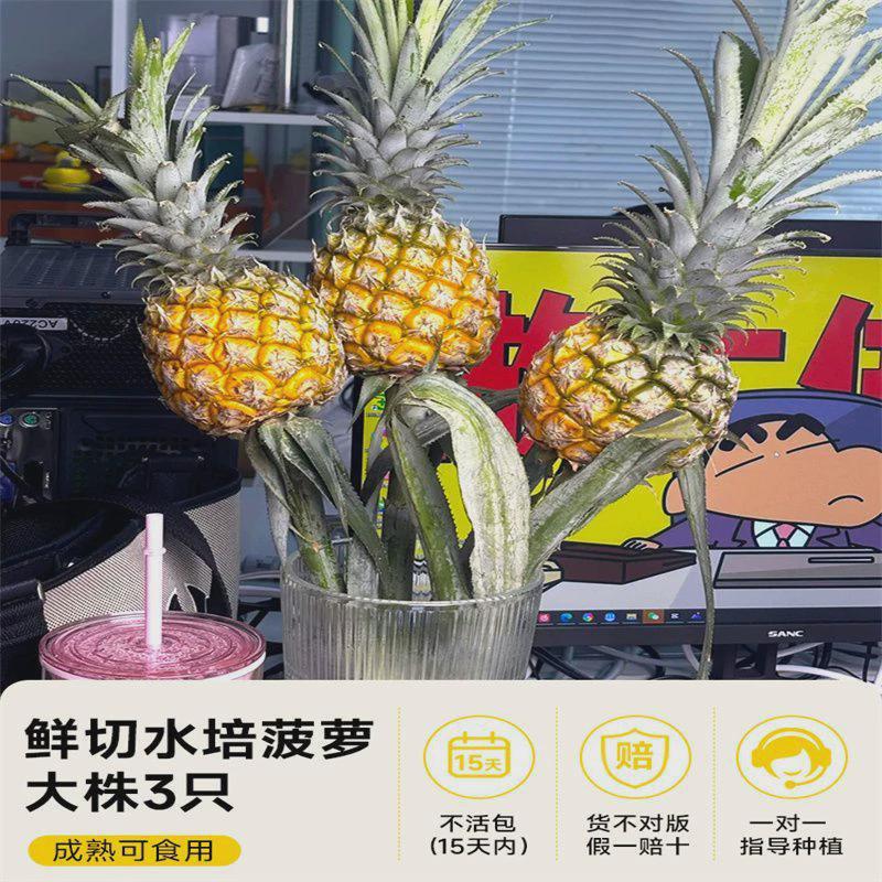 【好吃又好养】动感光波菠萝食用水培植物小黑凤梨鲜切花卉室内插