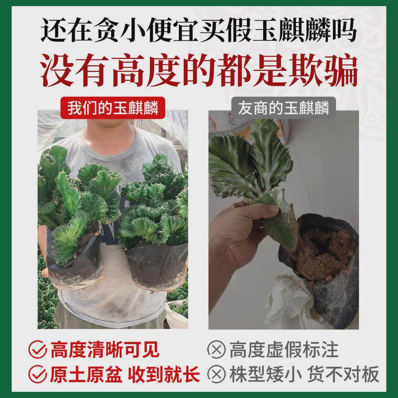 玉麒麟盆栽带根麒麟植物多肉大颗好养室内盆栽彩麒麟龙骨稀有品种