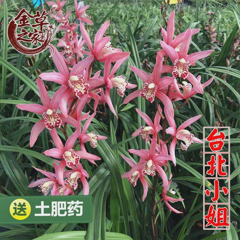 兰花苗皎月春兰边草铭品金艺边线春季带花苞室内绿植物花卉盆栽