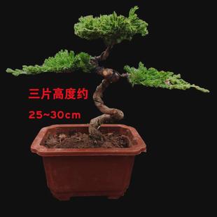 迎客松真树柏地绿植盆栽柏树盆景造型室内办公桌阳台