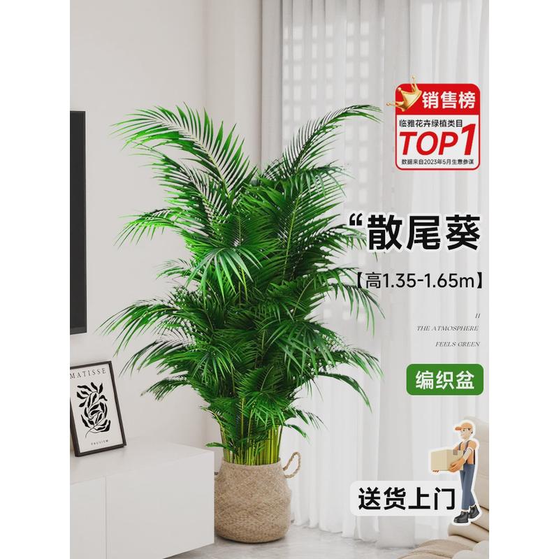 散尾葵盆栽室内植物客厅落地高级感办公室大型绿植凤尾竹四季好养
