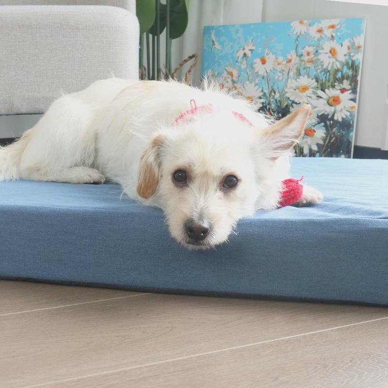 防水不塌陷狗窝夏季宠物宠物可拆洗猫垫狗窝床沙发床垫子