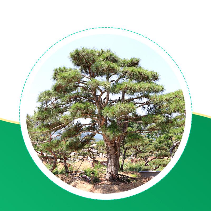 黑松迎客松盆景松树绿化园林基地别墅庭院室外装饰造型树造型油松