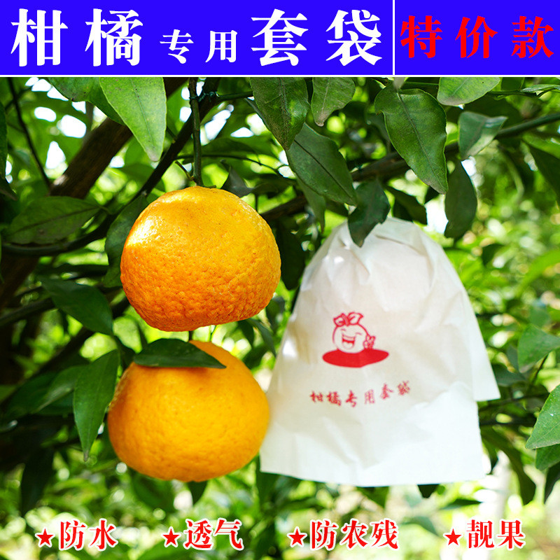 柑橘专用套袋橙子丑橘耙耙柑春见爱媛纸袋防病水虫22新款款式
